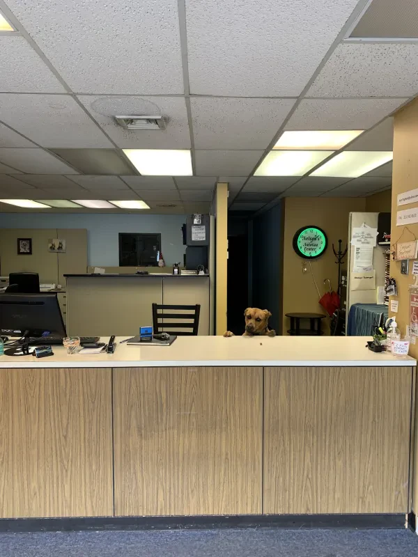 Nelson & Campbell Auto Tag & Notary - photo 2