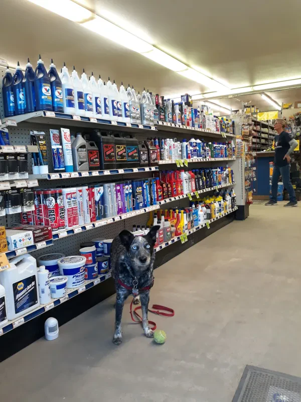 NAPA Auto Parts - Auto Parts of Anza - photo 4