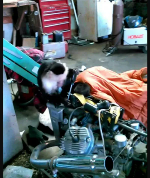 Countryside Auto Repair & Auto - photo 4