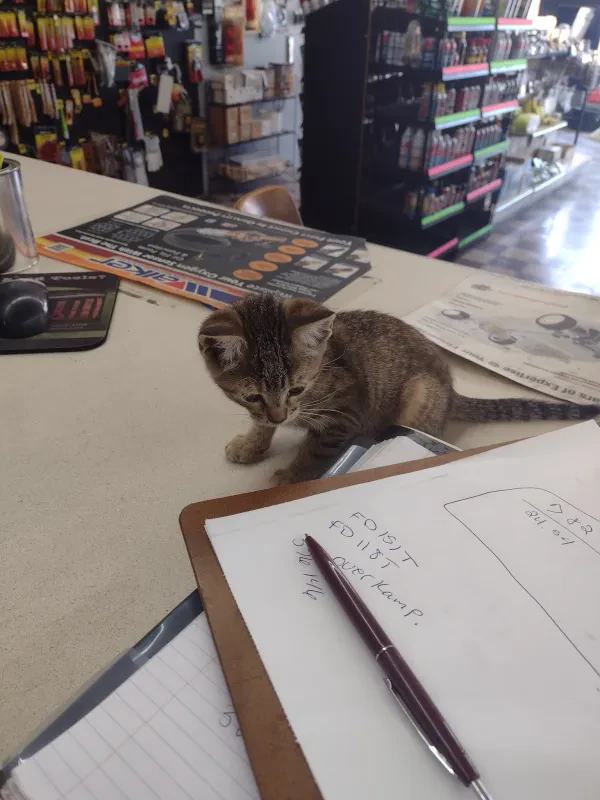 American Auto Supply - photo 3