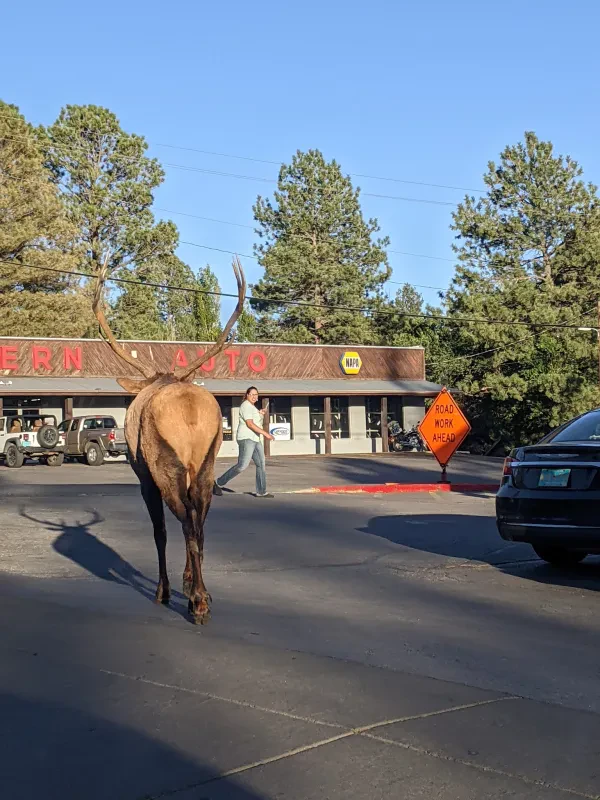 NAPA Auto Parts - Western Auto - photo 4