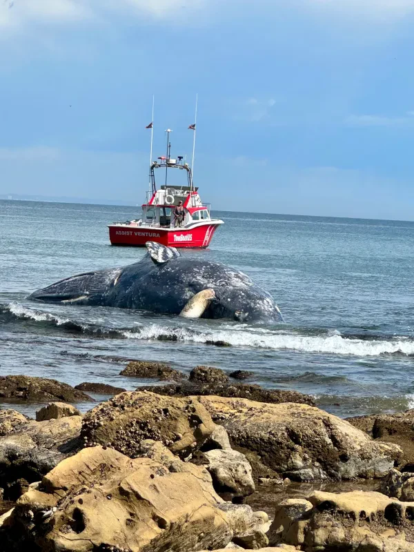 Channel Watch Marine Services Inc. - photo 2