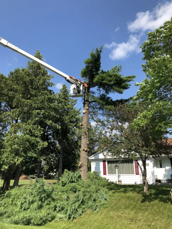 A Good Deal Tree Services By George - photo 2