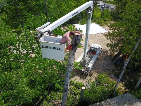 A Good Deal Tree Services By George - photo 3