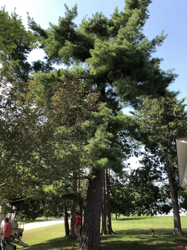 A Good Deal Tree Services By George - photo 4