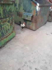 Route 655 Recycling Center