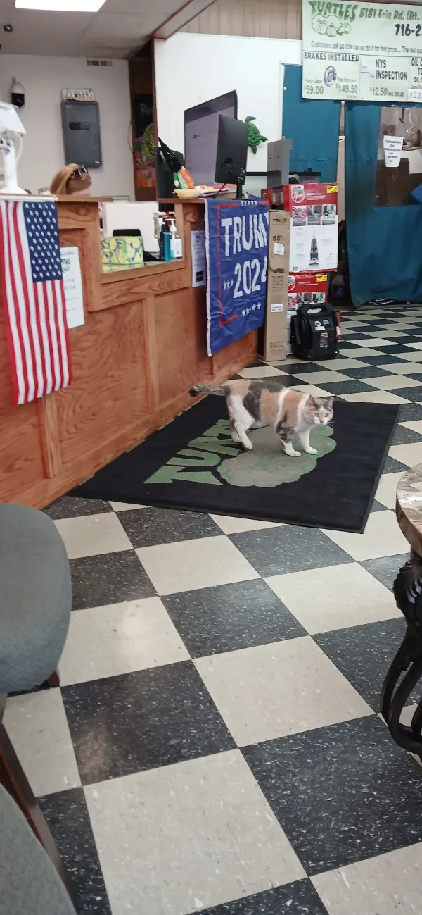 Turtles Automotive - photo 3