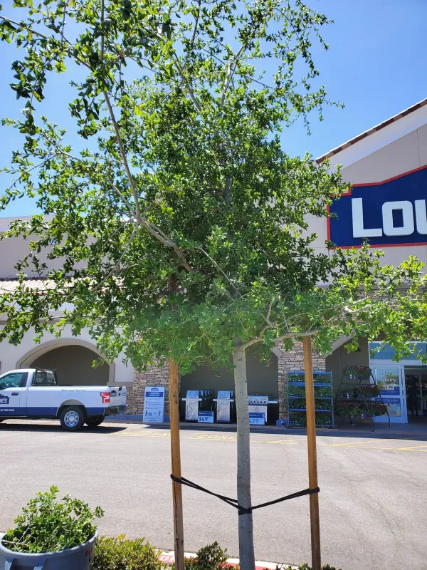 AutoZone Auto Parts - photo 3