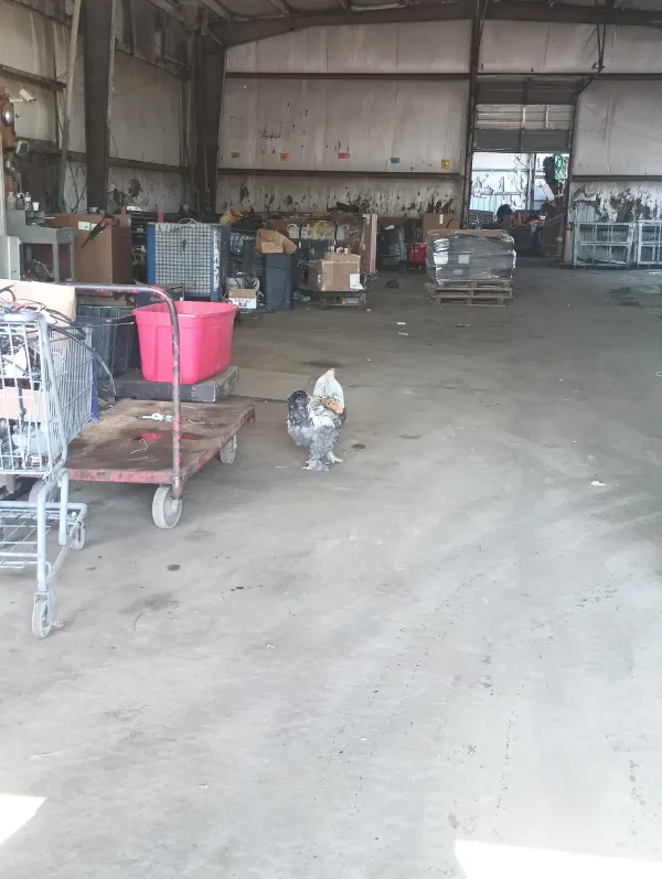 Rusty Rooster Recycling - photo 2